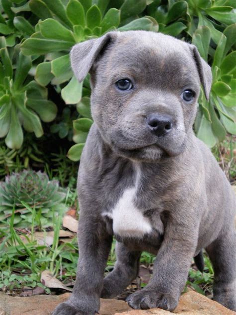 Pin by dedric dixon on Staffy Love | Baby animals, Cute baby animals ...