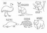 Australia Day 2024 Kids Colouring Activities sketch template