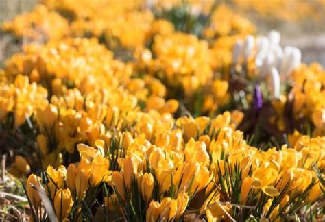 Crocus Flower Meaning & Symbolism: Important Points For 4 Color ...