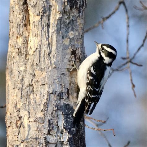 Downy Woodpecker - FeederWatch