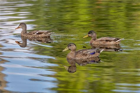 A Group of Brown Geese Swimming on Water · Free Stock Photo