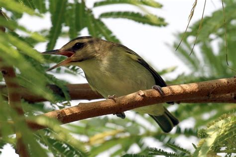 Antshrike's Bird Blog: Black-whiskered Vireo at South Padre Island, 5/23/18