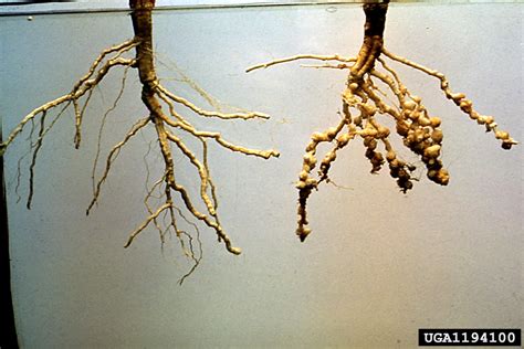 Southern root-knot nematode, Meloidogyne incognita (Tylenchida: Heteroderidae) - 1194100