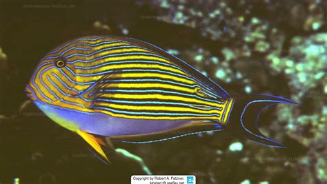 Acanthurus lineatus Blaustreifen Doktorfisch