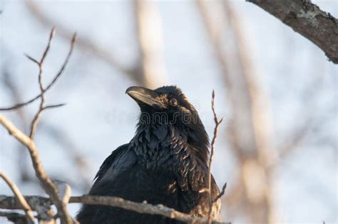 Raven Bird Stock Photos. Raven Bird Close-up Profile View with Bokeh ...