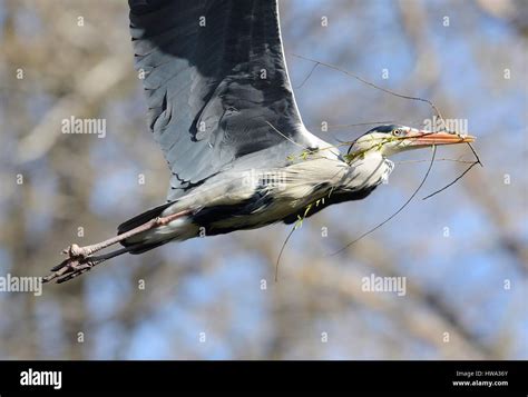 Flying Grey Heron Stock Photo - Alamy