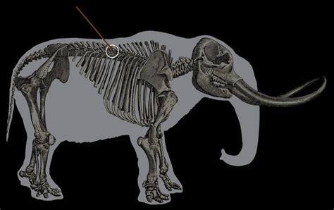 Mastodon Bones: Images of an Early Hunt | Live Science