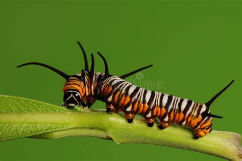 Larva of Butterfly/Euploea Mulciber /brown Stock Image - Image of peace, harmony: 28587341