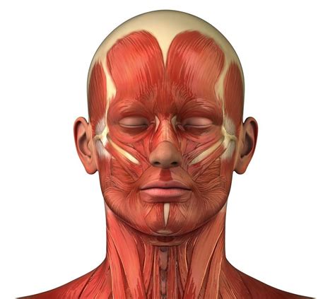 Praxias bucofonatorias » Praxias bucofonatorias para trabajar la musculatura orofacial y ...