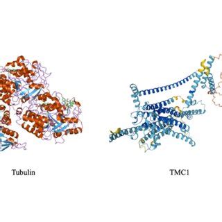 Secondary structure of human tubulin (cartoon representation of the ...