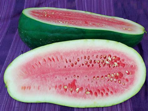 Grit | Watermelon varieties, Watermelon, Growing fruit trees