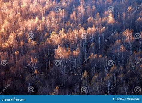 Birch forest in Sunrise stock photo. Image of plain, nostalgic - 4301800