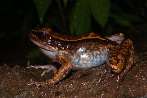 One-hit wonder frog makes a comeback in the southern Philippines