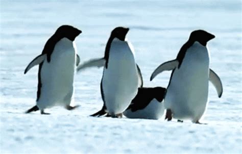 M Penguin GIF - Find & Share on GIPHY