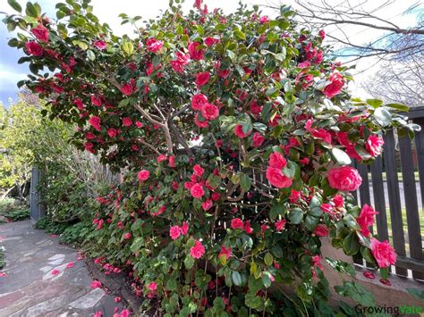 How to Grow and Care for Camellias (Complete Guide) - GrowingVale