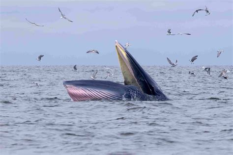 Learn About the 14 Baleen Whale Species