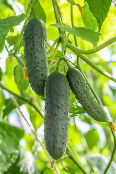 Pickling Cucumber Varieties - 3 Perfect Choices To Grow For Great Pickles