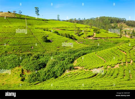 Nuwara Eliya tea plantation in Sri Lanka. Nuwara Eliya is the most ...