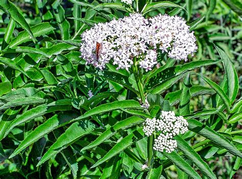 Sambucus ebulus - Monaco Nature Encyclopedia