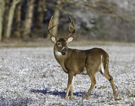 10 point buck stock photo. Image of adult, forests, fauna - 22069892