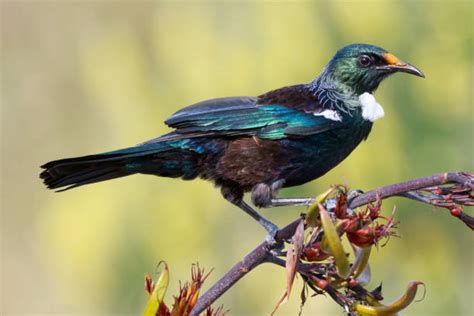 4,800+ Honeyeater Stock Photos, Pictures & Royalty-Free Images - iStock