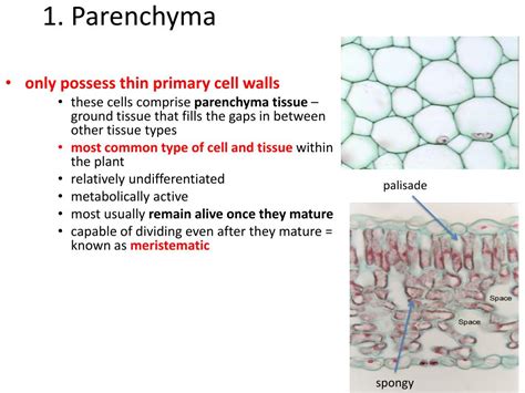 Parenchymal Cells