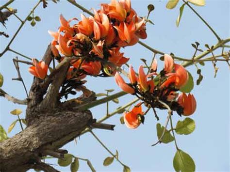 Palash Tree in Hinduism – Religious Significance of Palash Tree | Hindu Blog