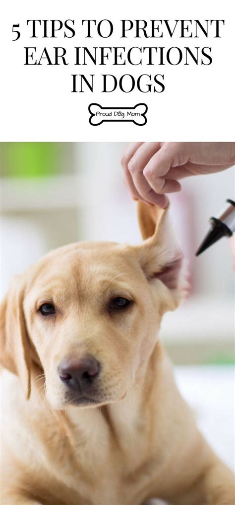 5 Tips To Prevent Ear Infections In Dogs - Proud Dog Mom | Dogs ears ...