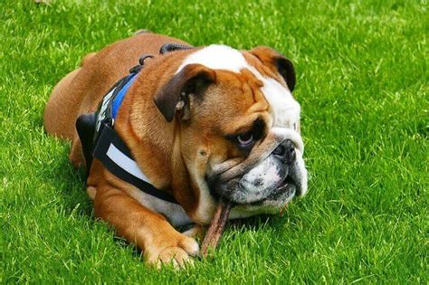 500+ English Bulldog Names - Popular Male and Female Names - PetPress