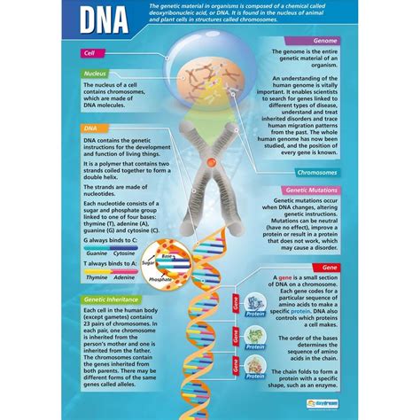 DNA Poster - Daydream Education