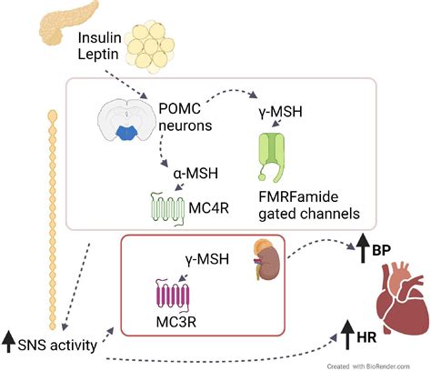 Frontiers | Role of the Melanocortin System in the Central Regulation of Cardiovascular Functions