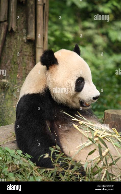 A panda eating bamboo Stock Photo - Alamy