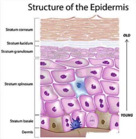 What are the five layers of the epidermis and describe their appearance? | Homework.Study.com