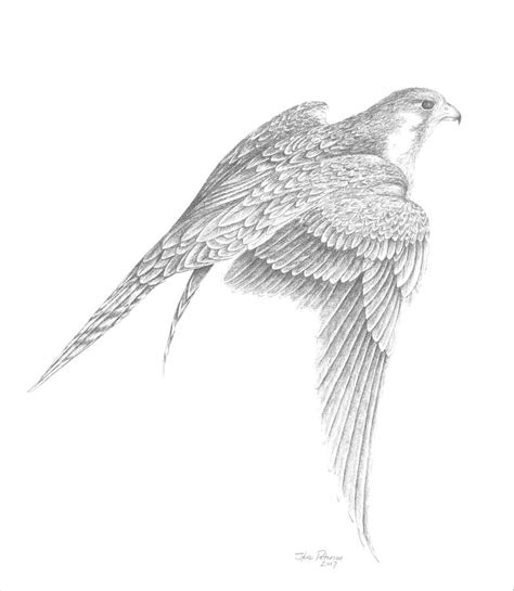 Peregrine Falcon, Extended Wings Drawing by Steve Peterson - Pixels