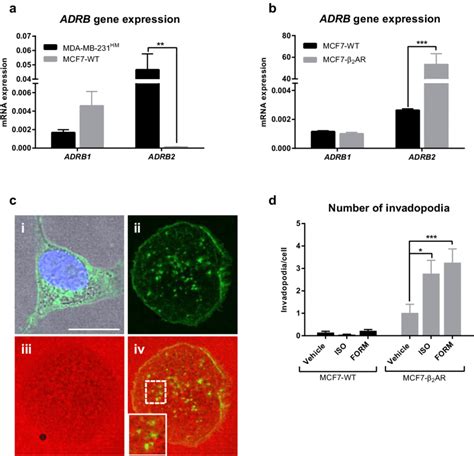 Overexpression of b 2 AR in MCF-7 cells increases tumor cell ...