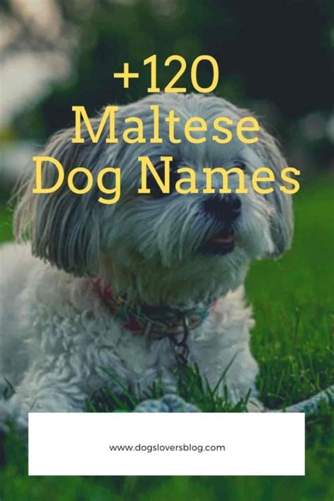 The Ultimate List of Maltese Dog Names of 2024: From Cute to Classy