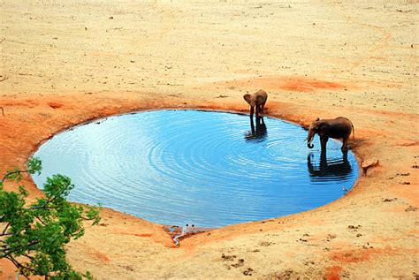 Waterhole Pictures, Images and Stock Photos - iStock