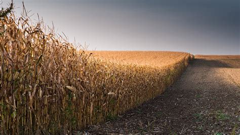 Corn harvest - Ontario Grain Farmer