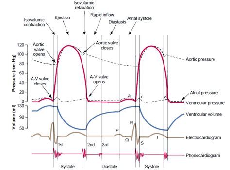 Cardiac Cycle Simple images