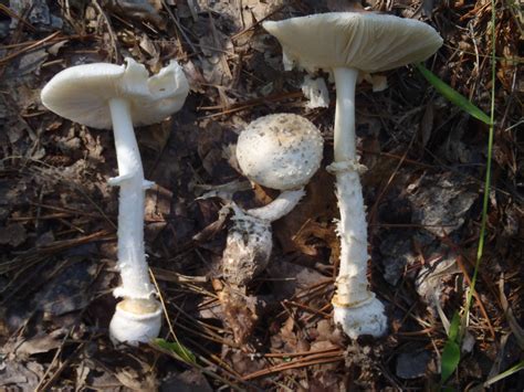 i.d. Several white amanita - Mushroom Hunting and Identification ...