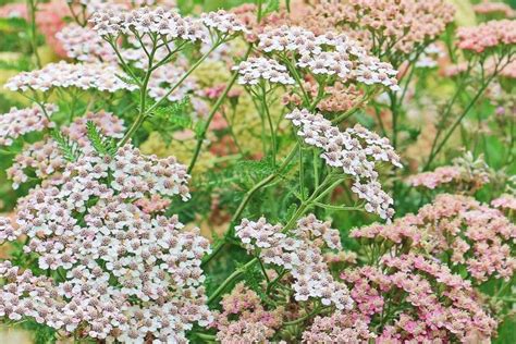 Yarrow Flowers: Planting, Growing, and Caring for Yarrows