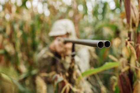 Breaking Down The Senses Of Wild Hogs | Gum Log Plantation