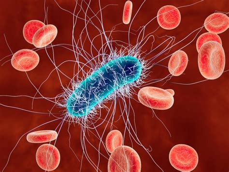 La bactérie Escherichia coli préfère les individus de groupe sanguin A - Sciences et Avenir