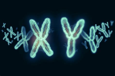 Geneticists: sex depends on more than XX or XY chromosome • Earth.com