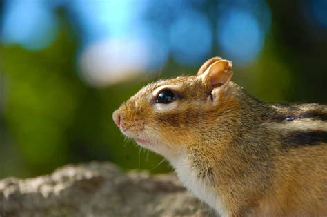 What Does Chipmunk Poop Tell Us? - Animals Around The Globe