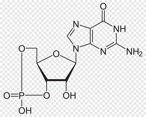 Guanosine Structure