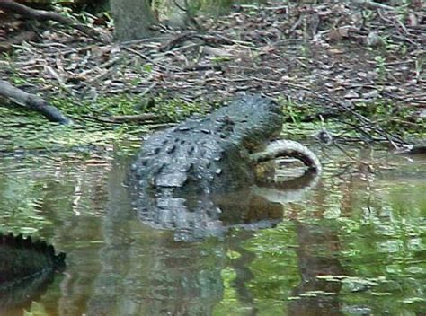 Photo Gallery | Jean Lafitte Swamp Tours