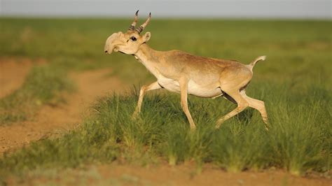 Saiga antelope has the perfect nose for the haze season - CGTN