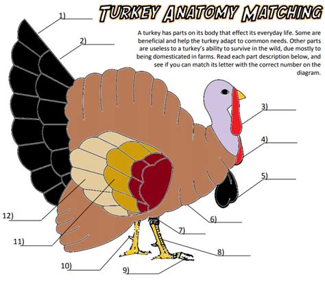 Anatomy of a Turkey Diagram | Quizlet