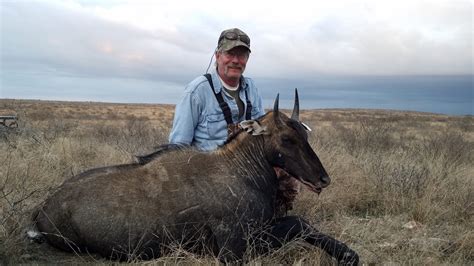 Nilgai - John P. Boerschig Ranches